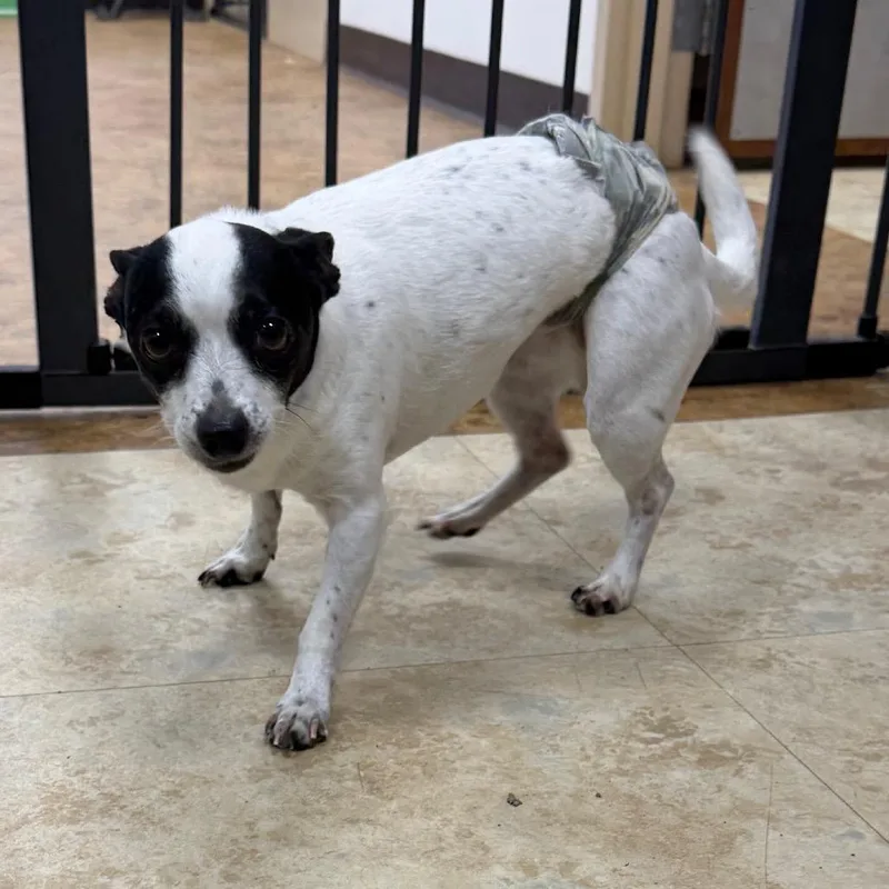 A senior small-sized male White / Cream Chihuahua dog named Jackson for adoption in East Smithfield , PA