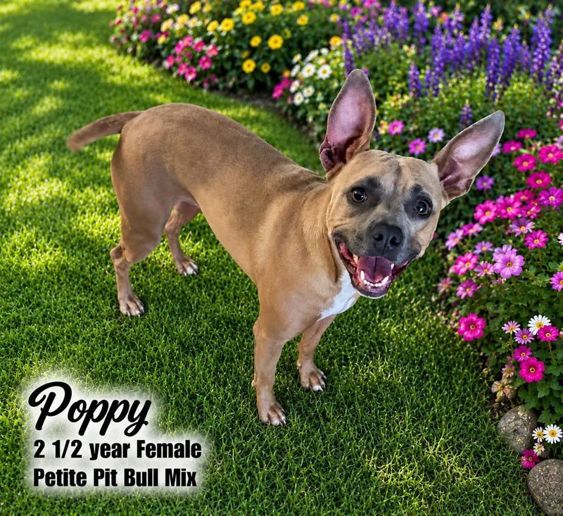 An adult medium-sized female Yellow / Tan / Blond / Fawn Pit Bull Terrier dog named Poppy Year Female for adoption in Mesa, AZ
