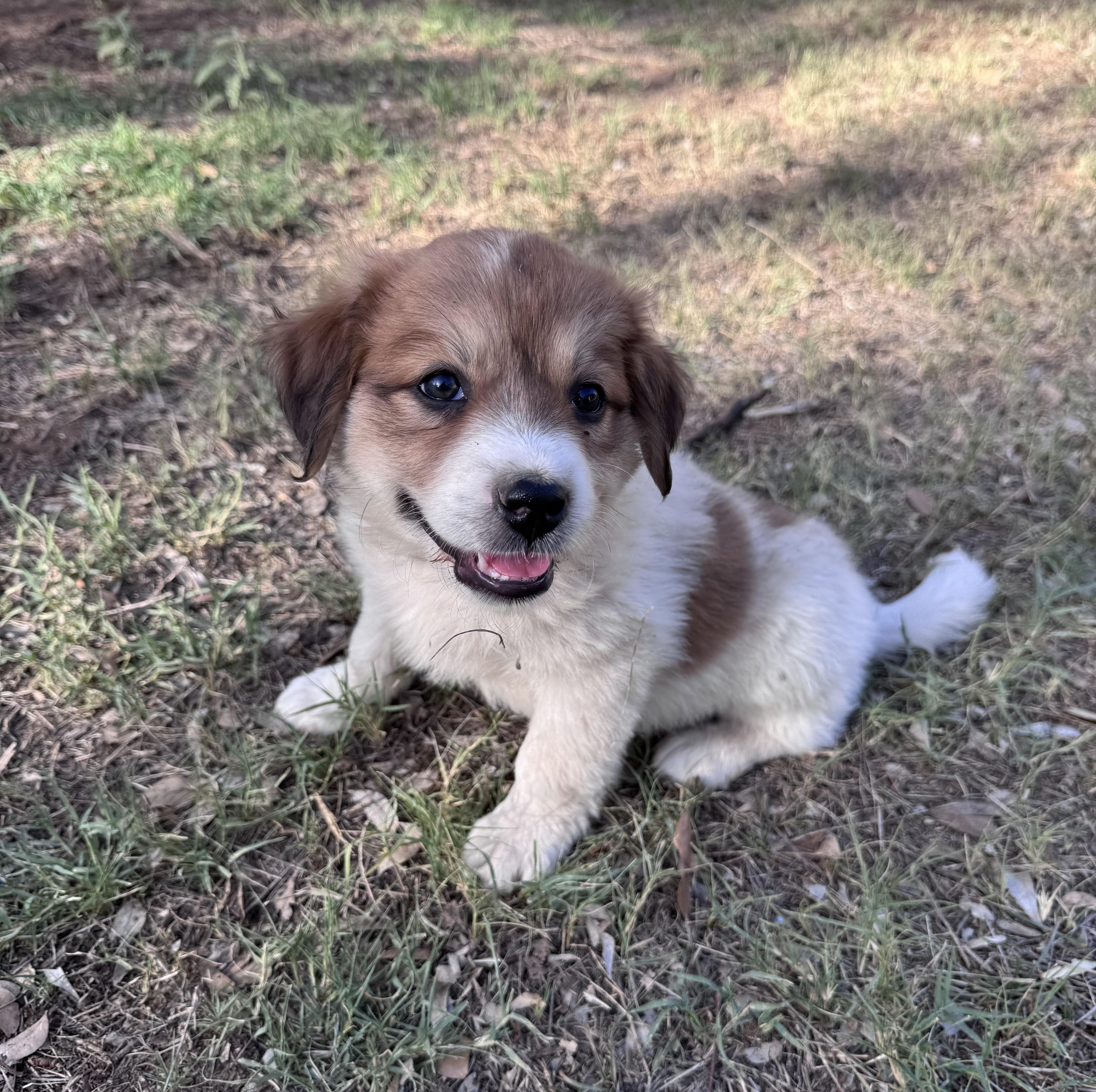 A baby large-sized female Bicolor Great Pyrenees dog named Ali for adoption in Rochester, TX