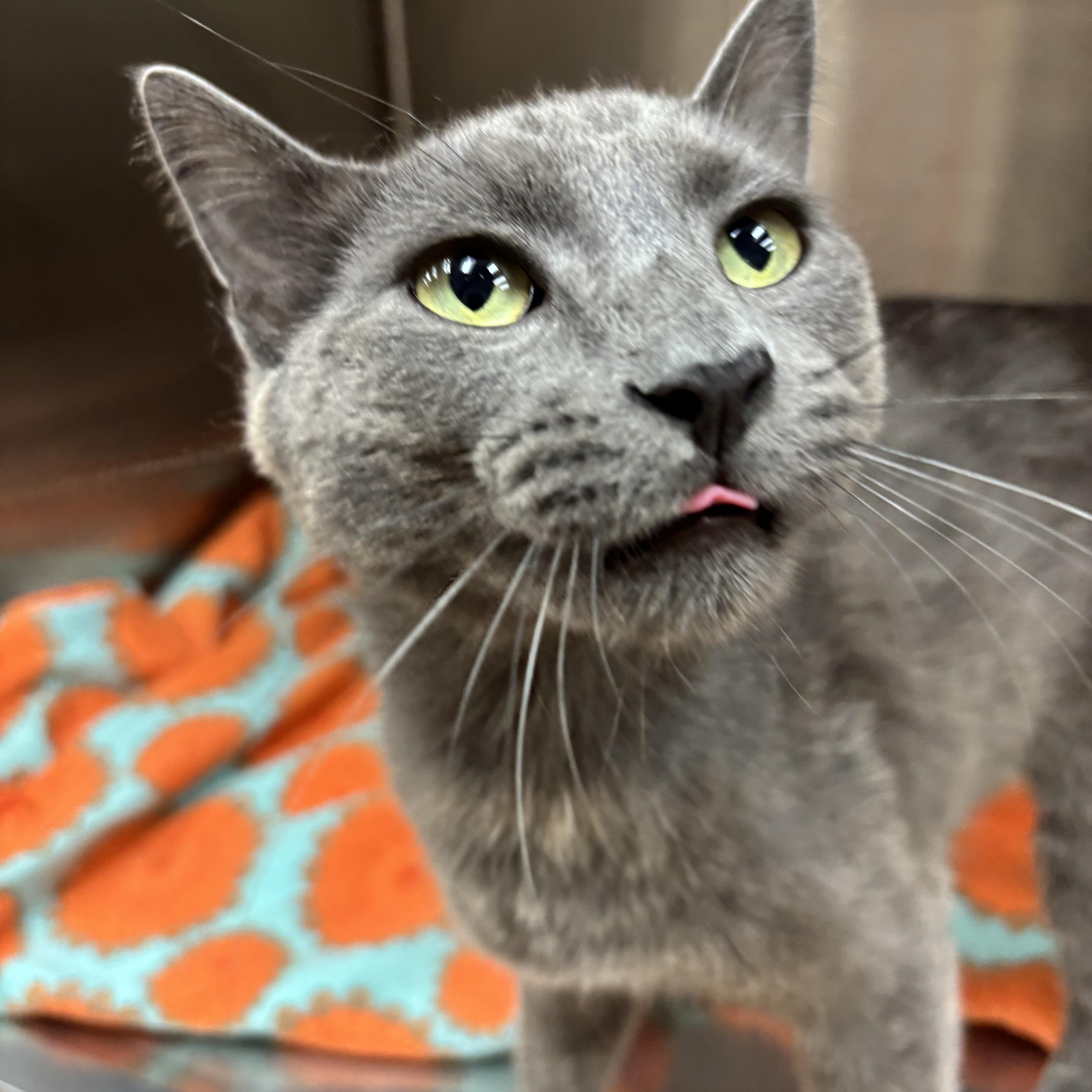 An adult medium-sized male Gray / Blue / Silver Domestic Short Hair cat named Ash for adoption in Carthage, MS