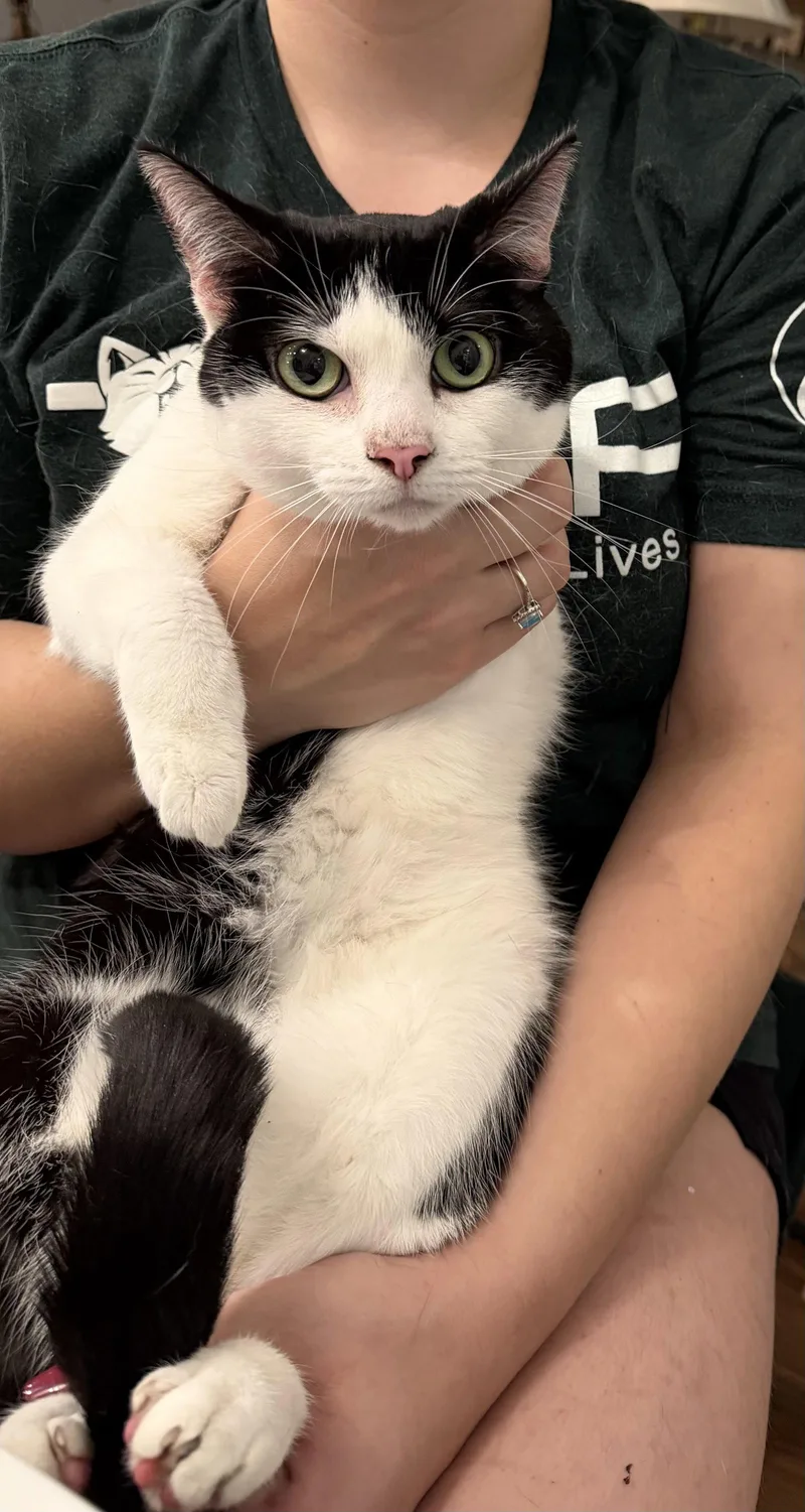 A young medium-sized female Black & White / Tuxedo Domestic Short Hair cat named Fidget for adoption in Camden, SC