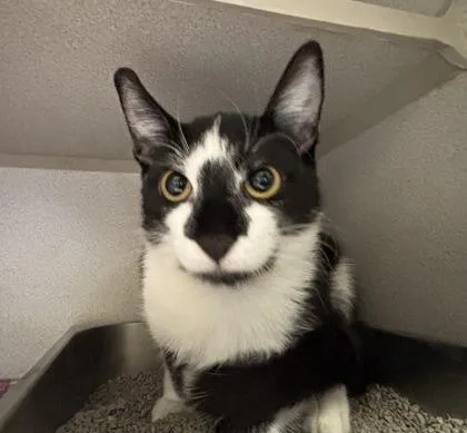 A baby medium-sized male Domestic Short Hair cat named Maxie  I am for adoption in East Brookfield, MA