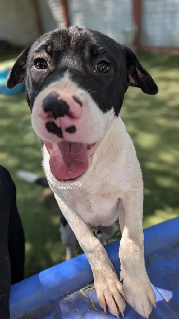 A baby medium-sized male Pit Bull Terrier dog named Harley for adoption in San Diego, CA