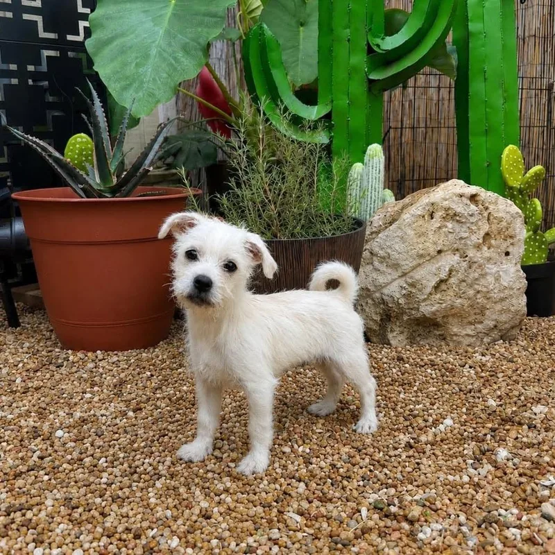 A baby small-sized male White / Cream Shih Tzu dog named Jacques for adoption in Bastrop, TX