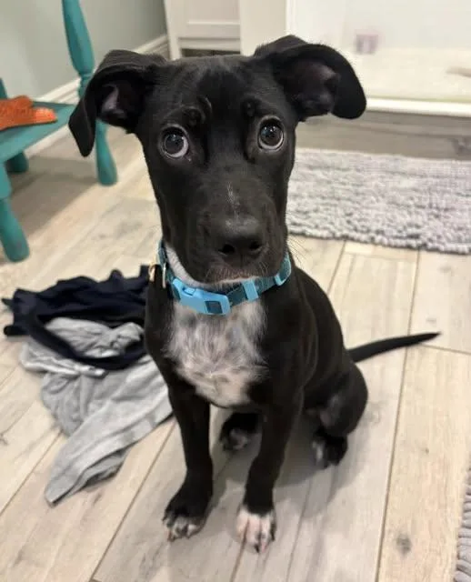 A young medium-sized female Labrador Retriever dog named Ebony for adoption in Saint Petersburg, FL