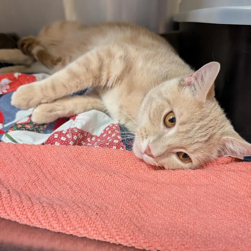 An adult medium-sized male Buff / Tan / Fawn Domestic Short Hair cat named Caboose for adoption in York, PA