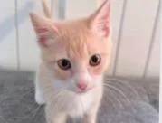 Louie