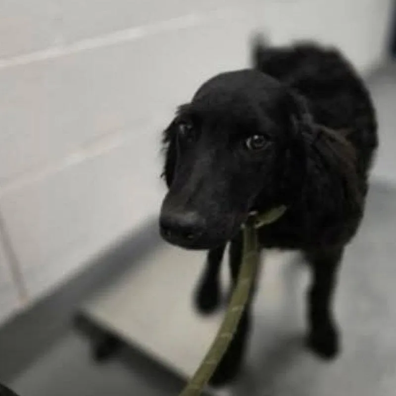 A baby medium-sized male Black Mixed Breed dog named Griffin for adoption in Alexandria, VA
