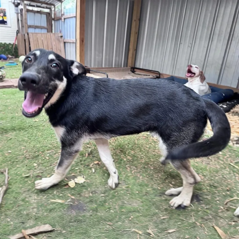 A baby medium-sized female German Shepherd Dog dog named Lainey for adoption in Hillsborough, NJ