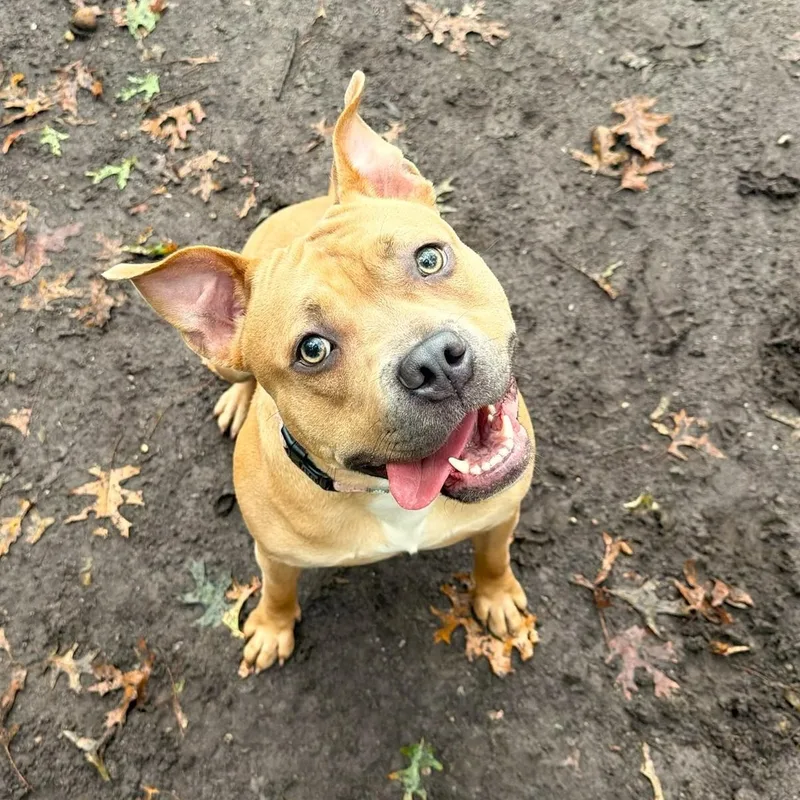 A young medium-sized female Yellow / Tan / Blond / Fawn Mixed Breed dog named Cassie for adoption in Brookhaven, NY