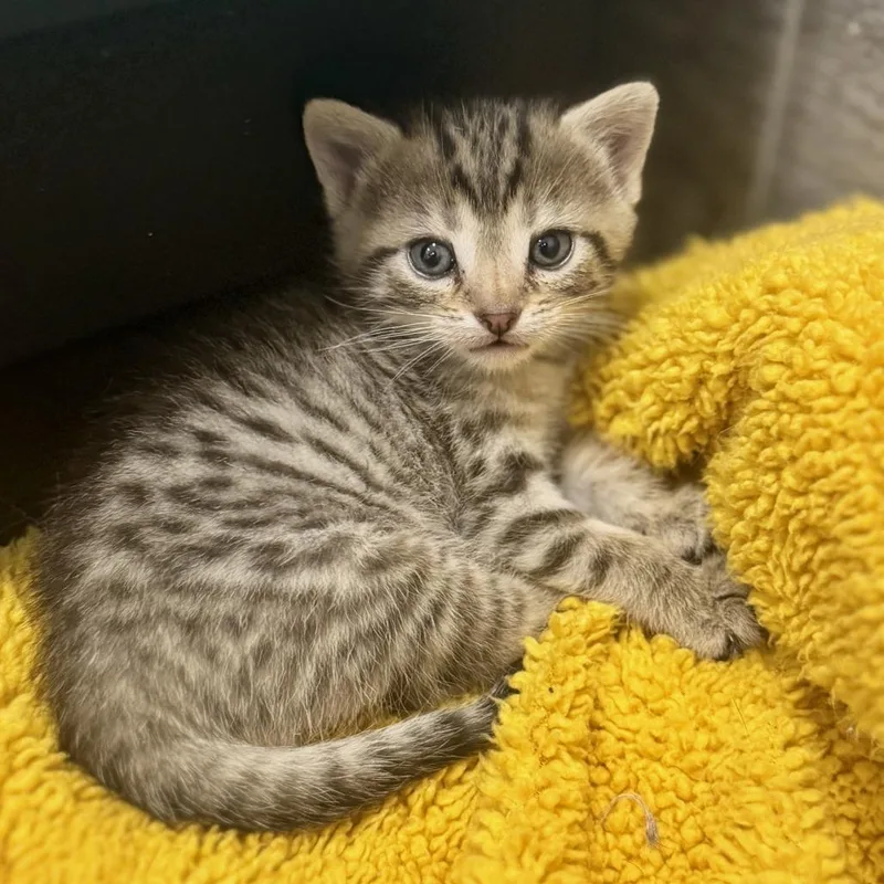 A baby small-sized male Black Domestic Short Hair cat named Saber for adoption in Chapel Hill, NC