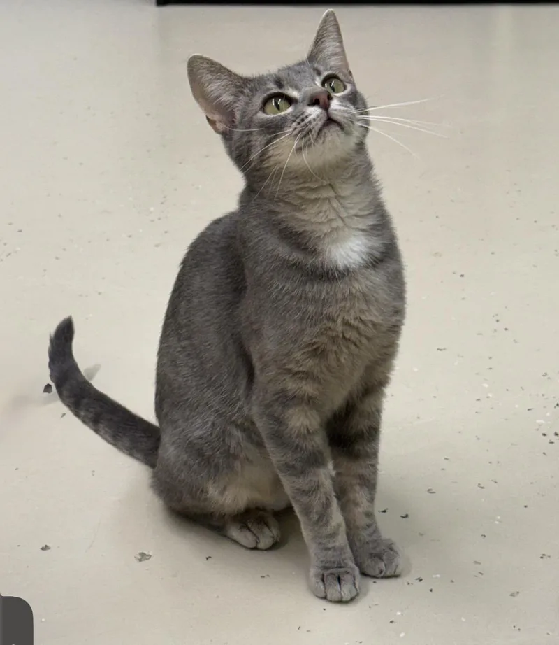 An adult medium-sized female Domestic Short Hair cat named Sushi for adoption in Pawleys Island, SC