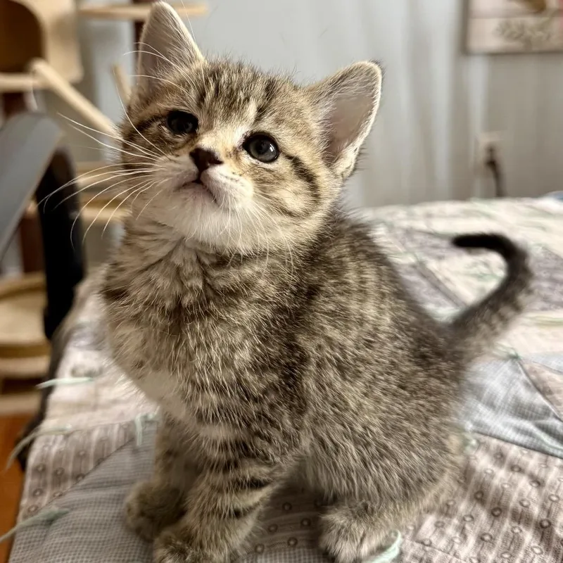 A baby medium-sized male Tabby (Brown / Chocolate) Domestic Short Hair cat named Steve for adoption in Chattanooga, TN