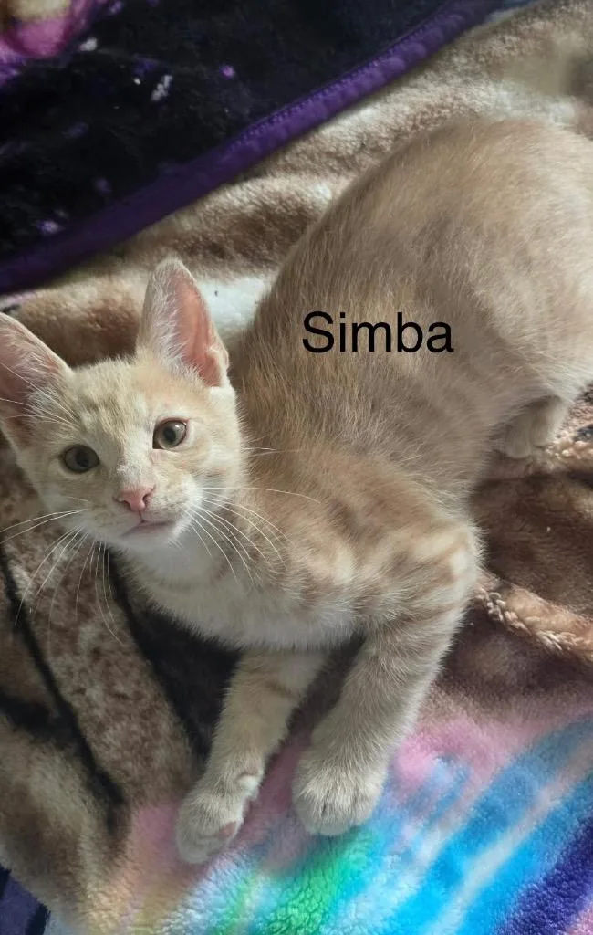 A baby medium-sized male Domestic Short Hair cat named Simba for adoption in Spring, TX