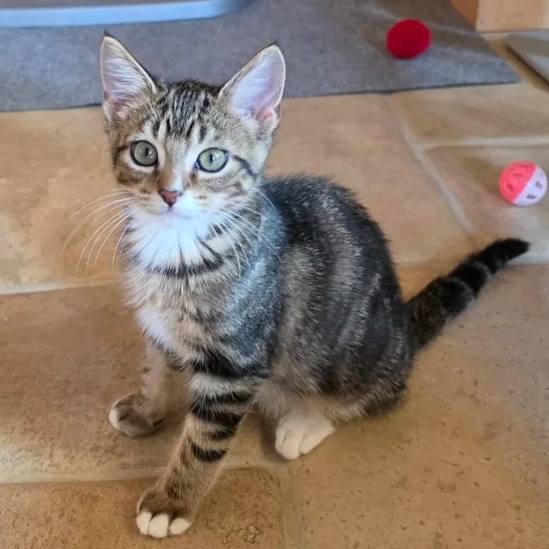 A baby medium-sized male Tabby (Brown / Chocolate) Domestic Short Hair cat named Toro for adoption in Jamestown, ND