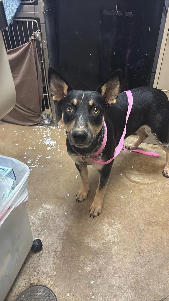 A young medium-sized male Australian Cattle Dog / Blue Heeler dog named Ladys Man for adoption in New Braunfels, TX