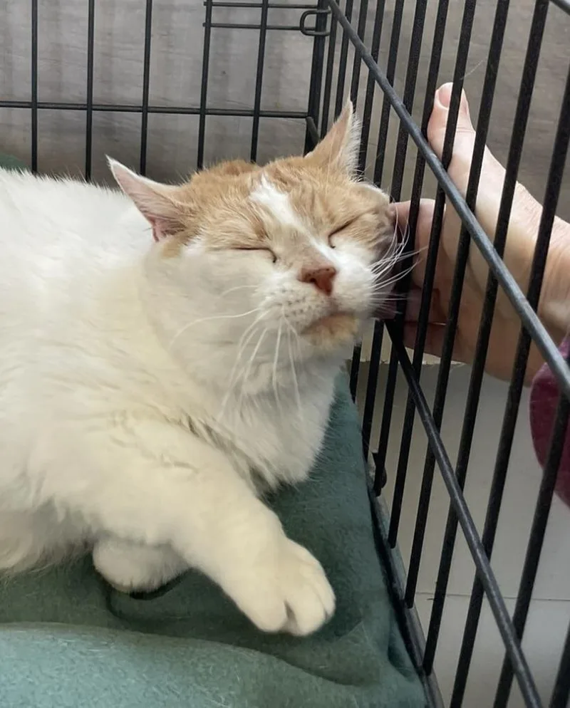 A senior large-sized female Domestic Short Hair cat named Evie for adoption in Ogden, UT