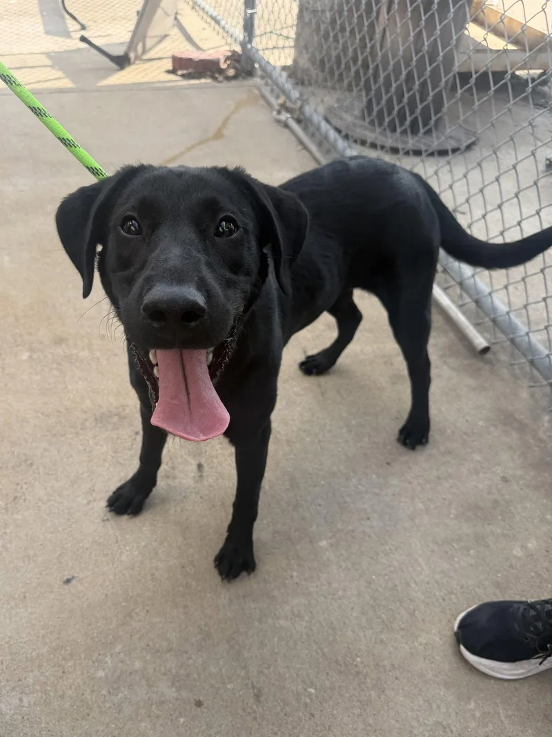 A young small-sized female Labrador Retriever dog named Liberty for adoption in Richardson, TX
