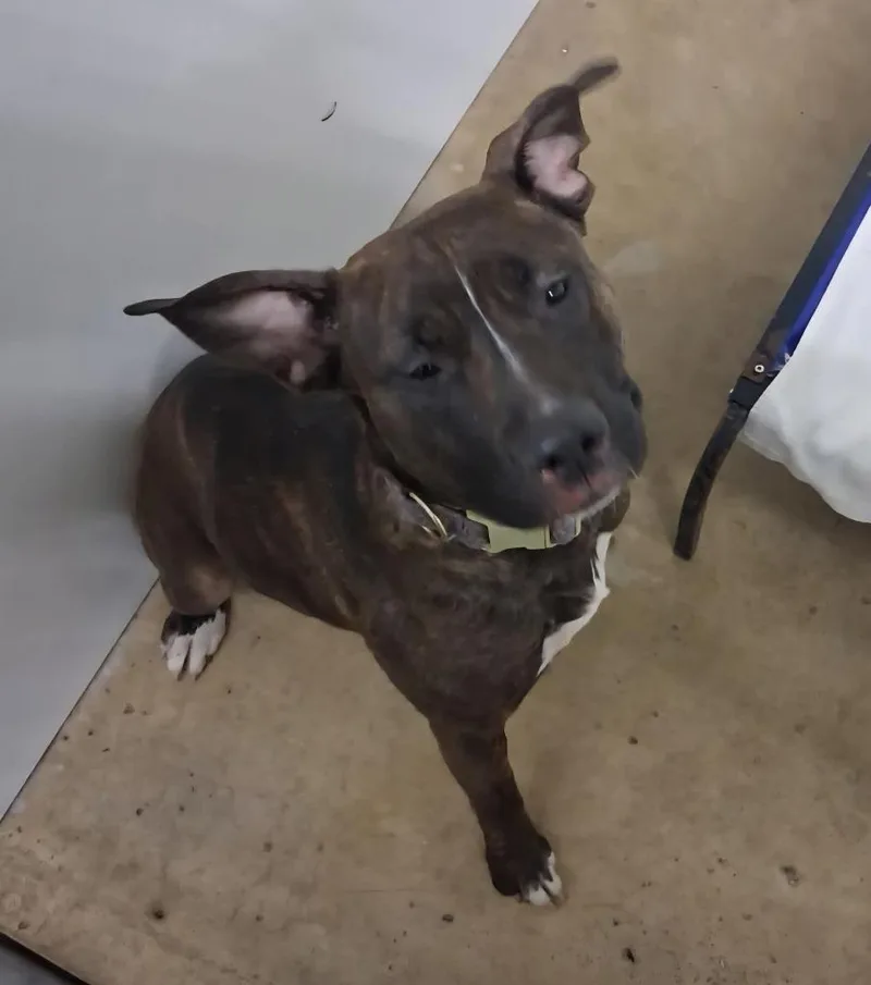 Bossette thumbnail 2