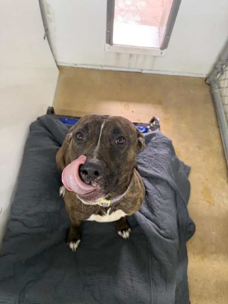 Bossette thumbnail 3