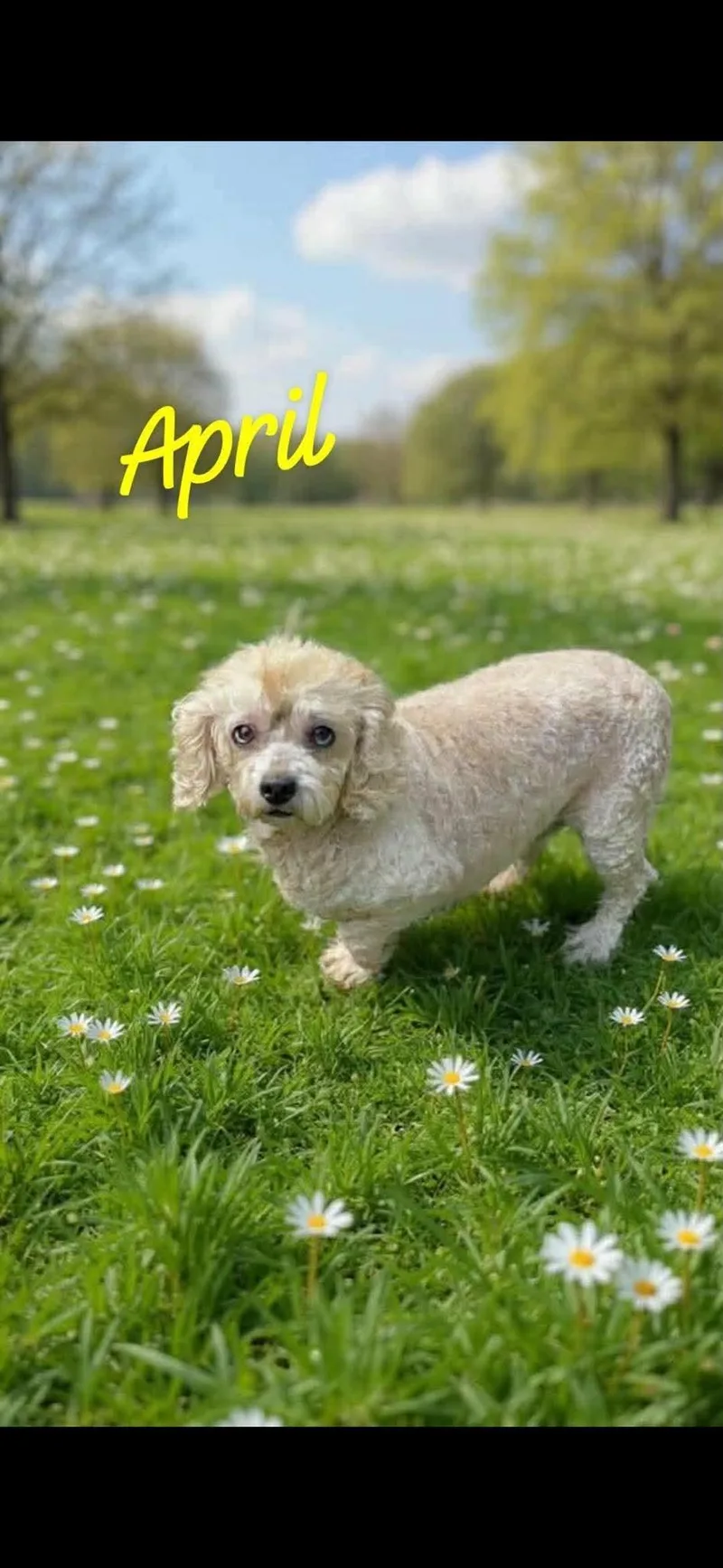 An adult small-sized female Bichon Frise dog named April Wood for adoption in Saunderstown, RI