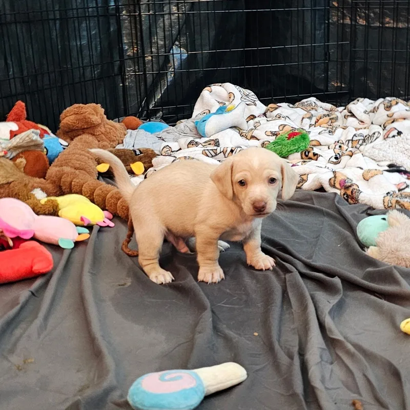 Leprechaun thumbnail 2