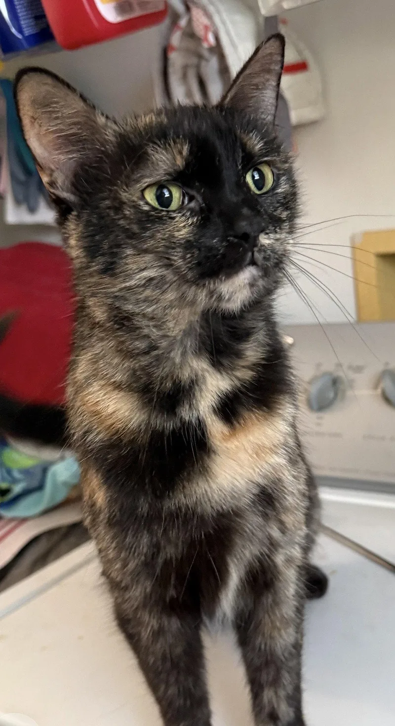 An adult medium-sized female Domestic Short Hair cat named Fiebi for adoption in Walled Lake, MI
