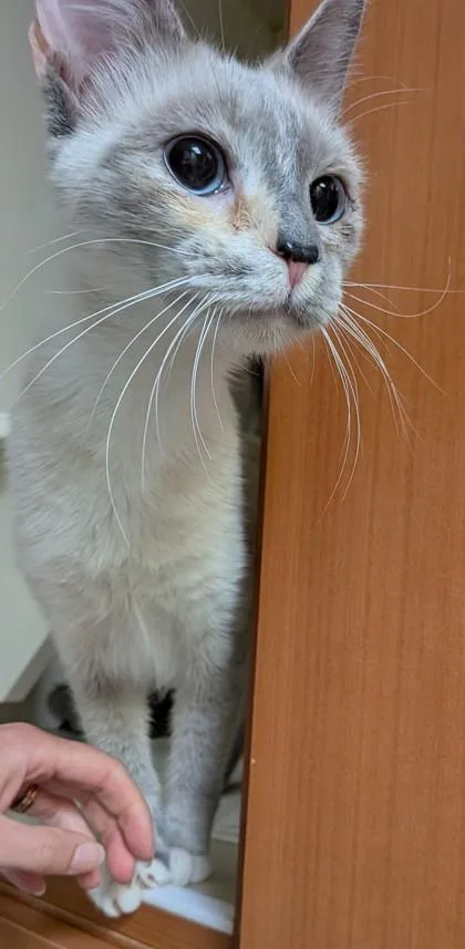 Lady