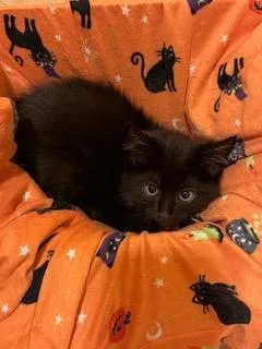 A baby medium-sized male Domestic Short Hair cat named Liam for adoption in Little Rock, AR