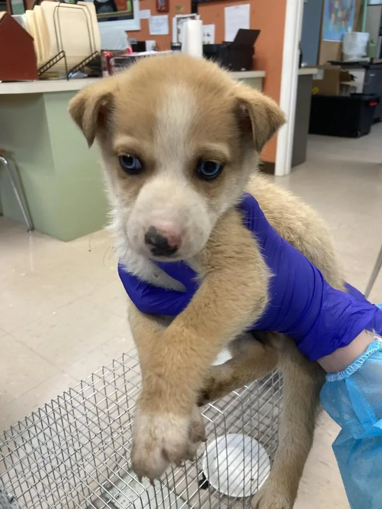 A baby medium-sized male Husky dog named Hutton for adoption in Burnsville, NC