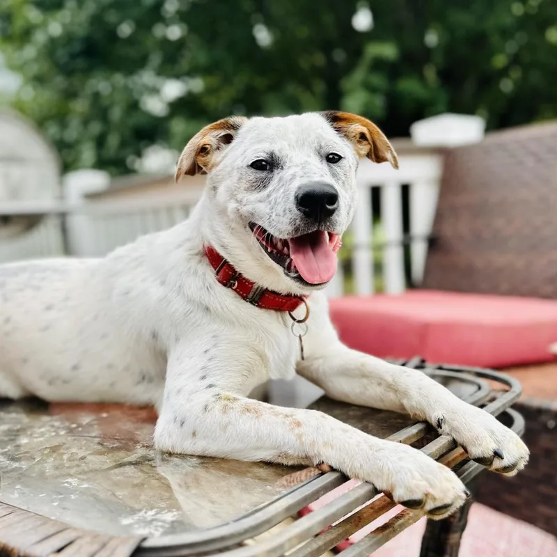 Wrangler thumbnail 3