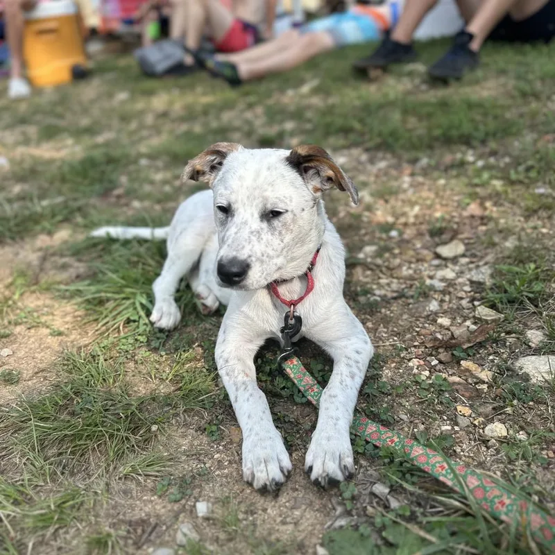 Wrangler thumbnail 4