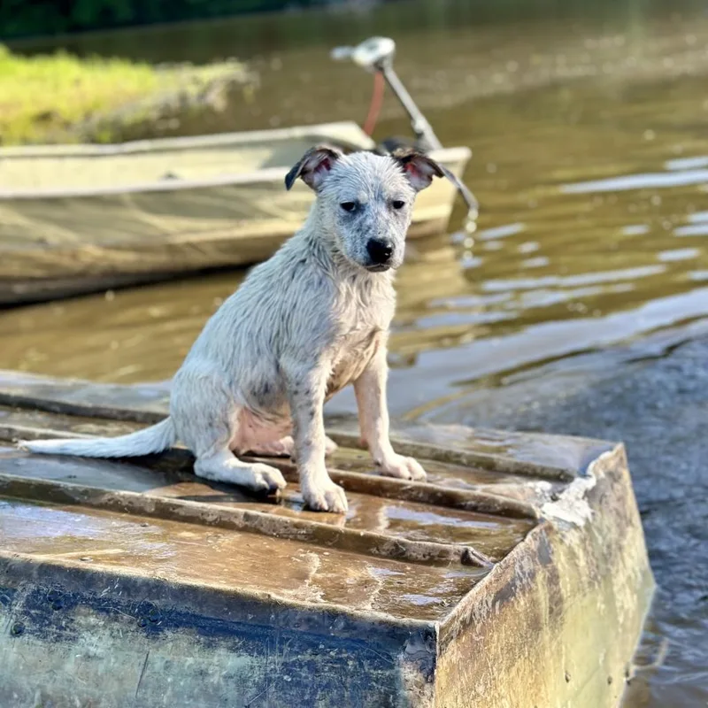 Wrangler thumbnail 5