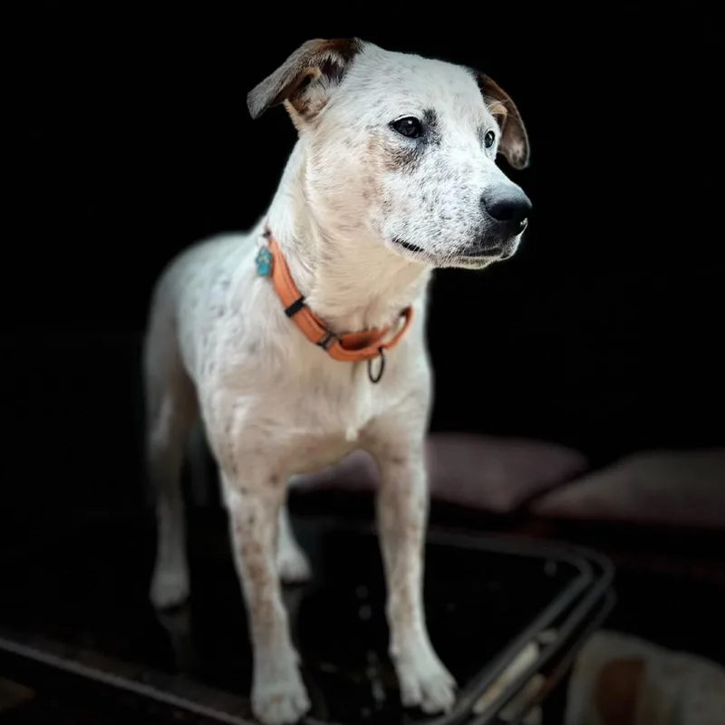 Wrangler thumbnail 6