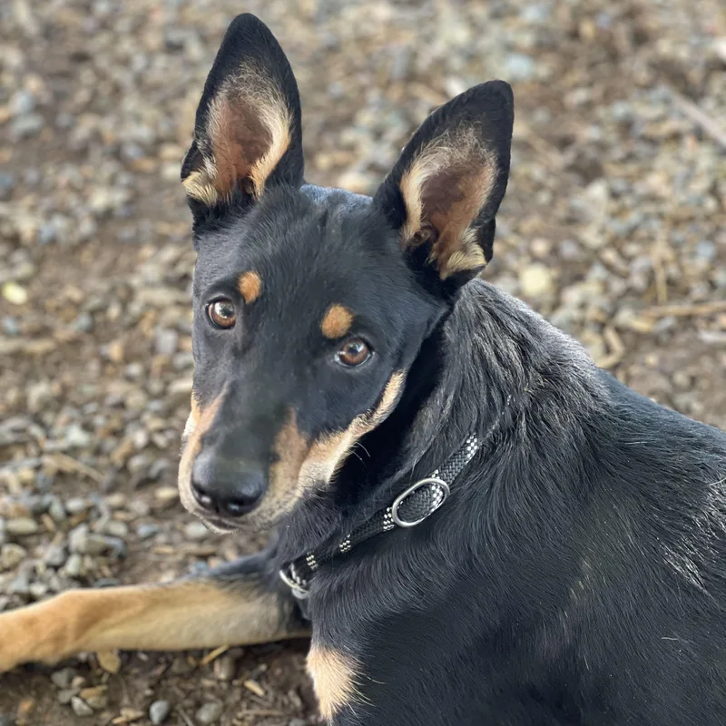 A baby medium-sized female Bicolor Australian Kelpie dog named Mitzy Delta for adoption in Ridgway, CO