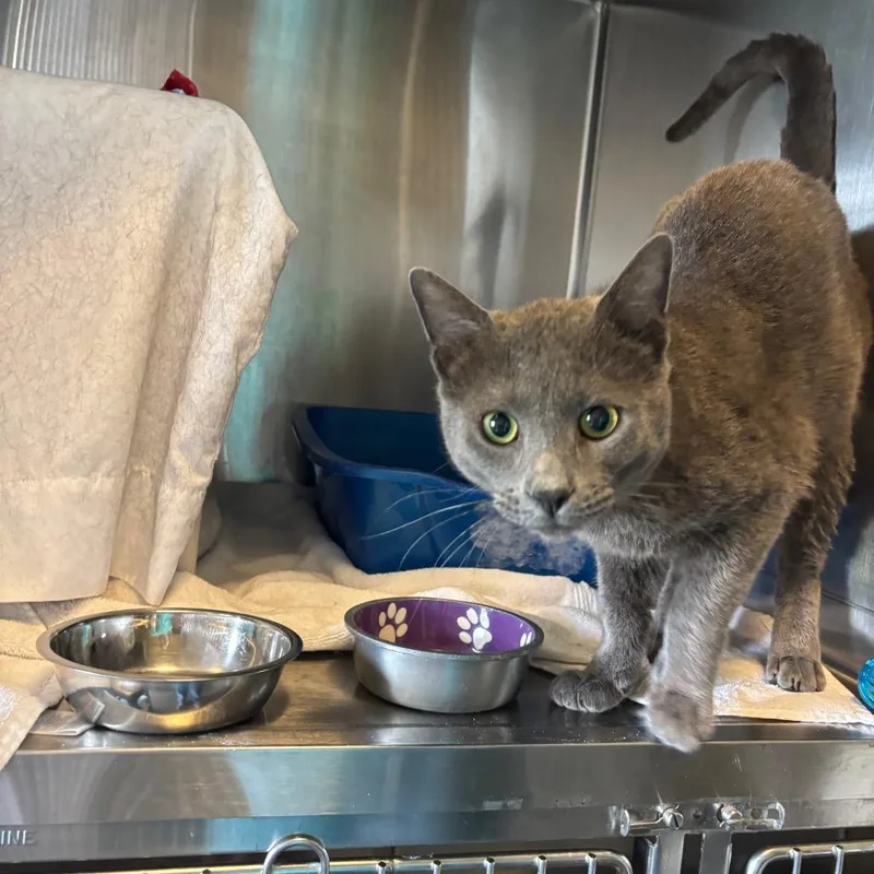 An adult large-sized male Gray / Blue / Silver Domestic Short Hair cat named Murphy for adoption in Wilmington, DE