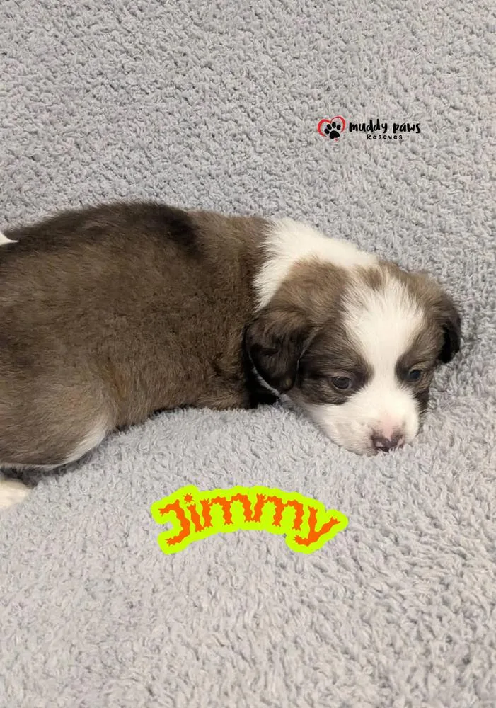A baby small-sized male Australian Shepherd dog named Aunt & Uncle Litter: for adoption in Council Bluffs, IA
