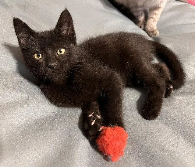 A baby small-sized male Black Domestic Short Hair cat named Denver for adoption in O'Fallon, MO