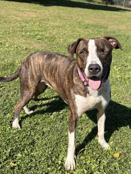An adult medium-sized female Pit Bull Terrier dog named Tinker Belle for adoption in Jefferson, WI