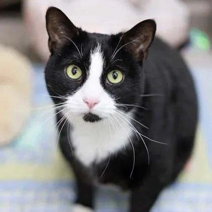 An adult small-sized male Black Domestic Short Hair cat named Dexter for adoption in Atlanta, GA