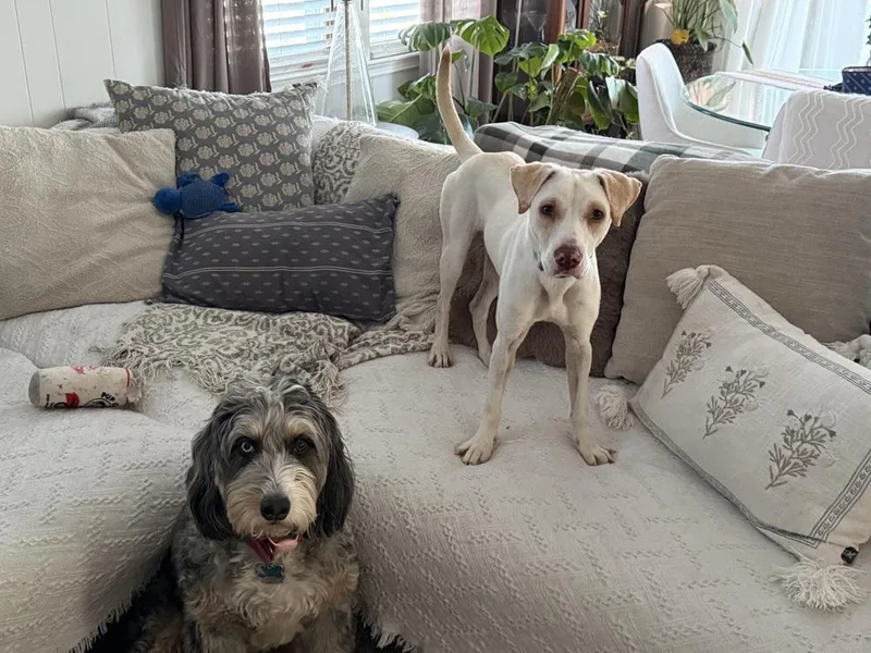 An adult medium-sized female White / Cream Labrador Retriever dog named Luna for adoption in North Reading, MA