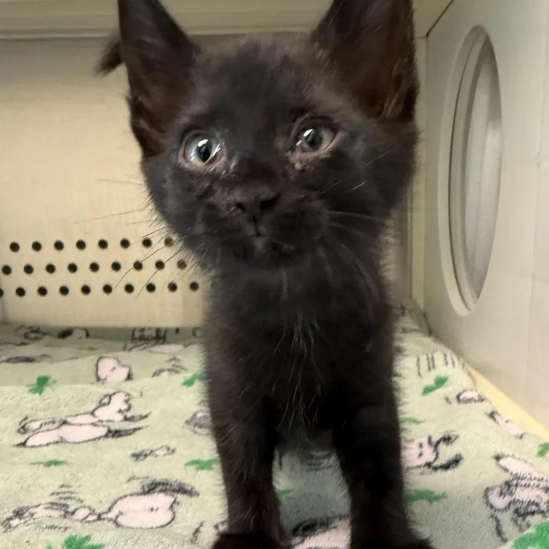 A baby small-sized male Black Domestic Short Hair cat named Mimi for adoption in Bend, OR