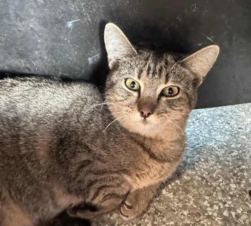 A baby medium-sized female Tabby cat named Holly for adoption in MONTGOMERY, TX