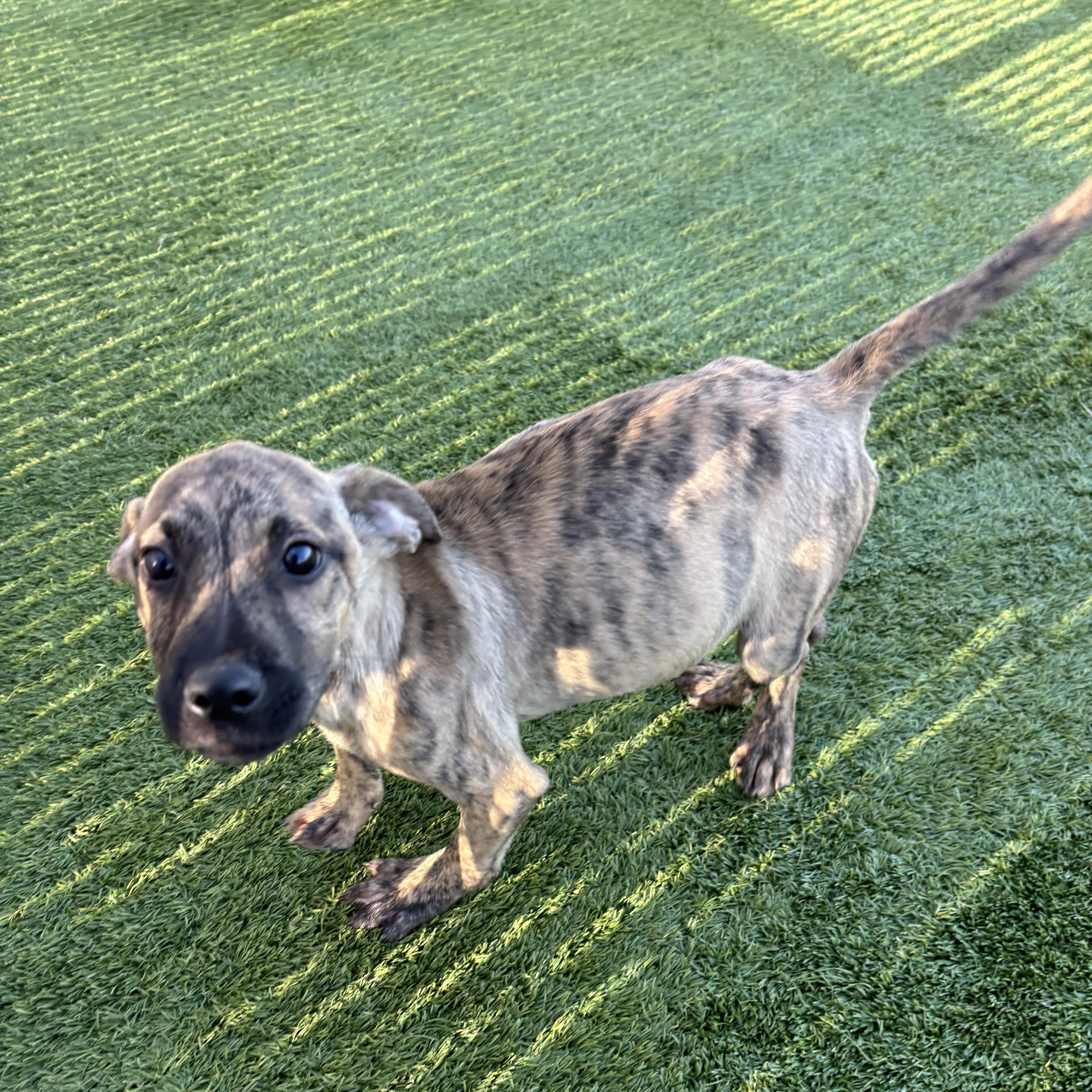 A baby medium-sized male Shepherd dog named Stanley Yelnats for adoption in Liberty, MO