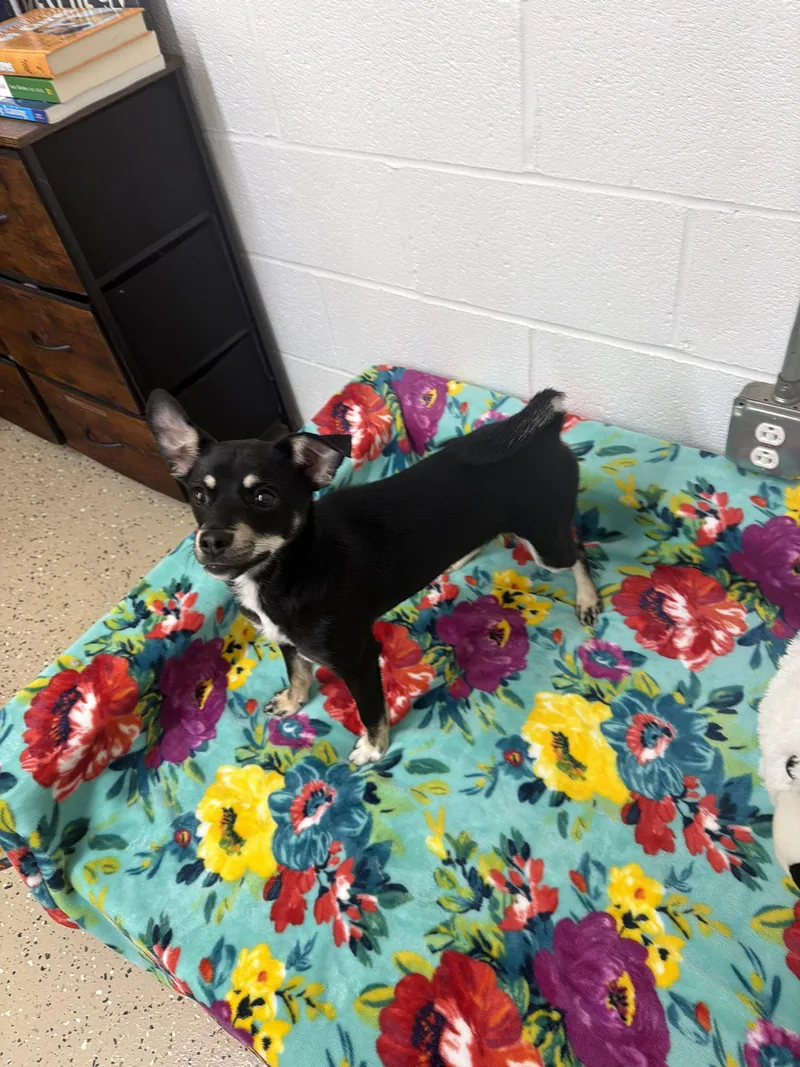 A baby small-sized male Chihuahua dog named Clyde for adoption in York, SC