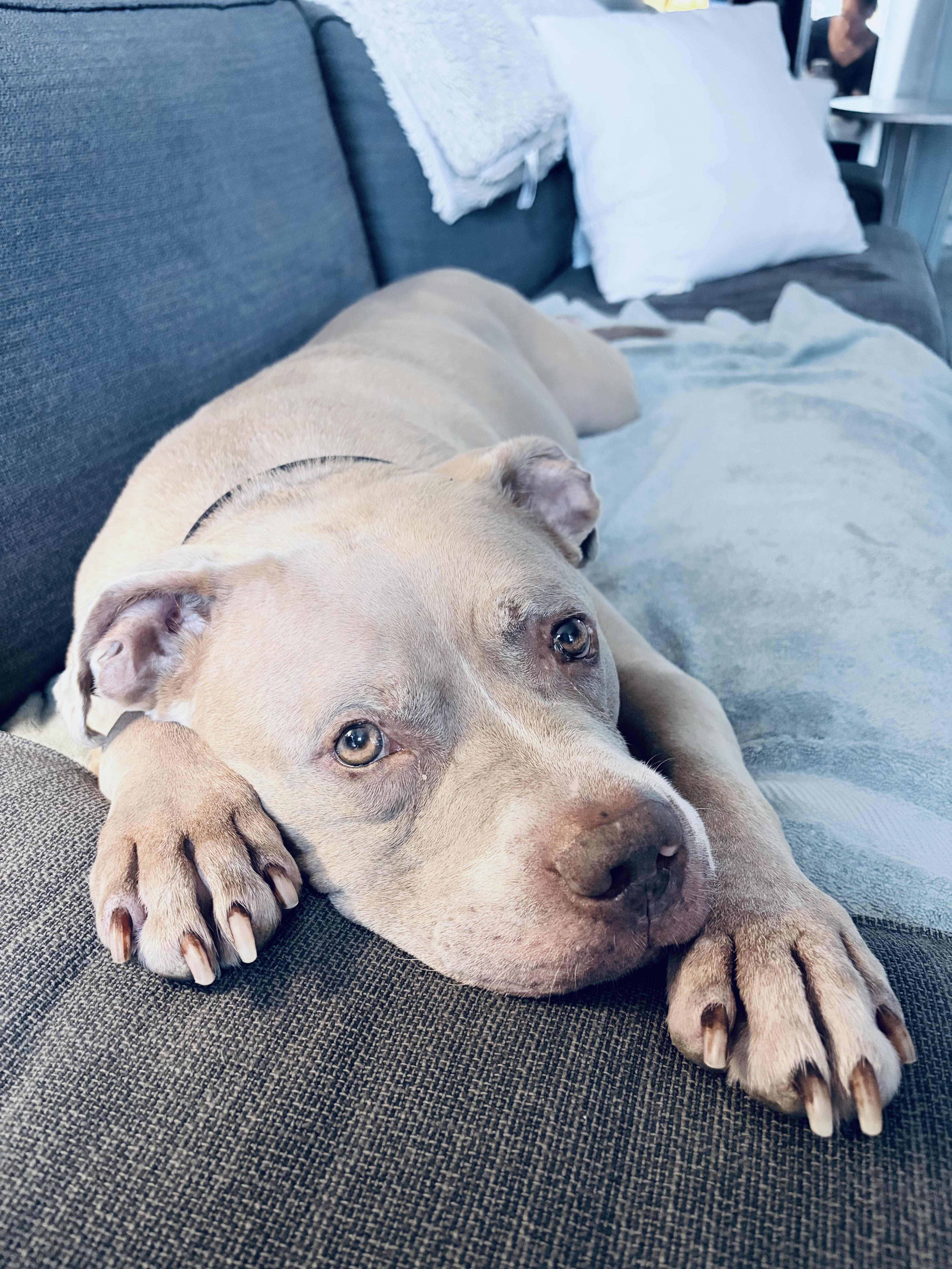 A senior extra large-sized male Mixed Breed dog named Milo for adoption in New York, NY