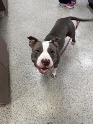 An adult large-sized female Pit Bull Terrier dog named Gracie for adoption in Fishers, IN