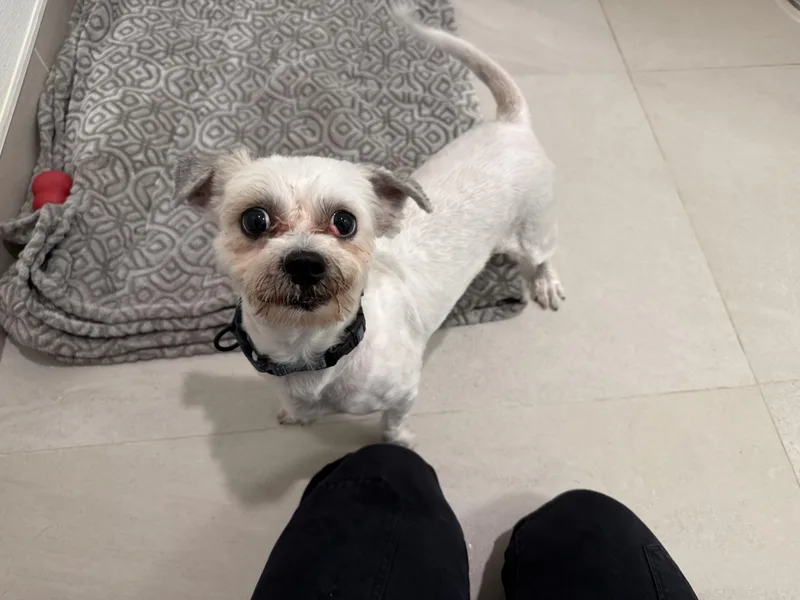An adult small-sized male White / Cream Mixed Breed dog named Denver for adoption in Evanston, IL
