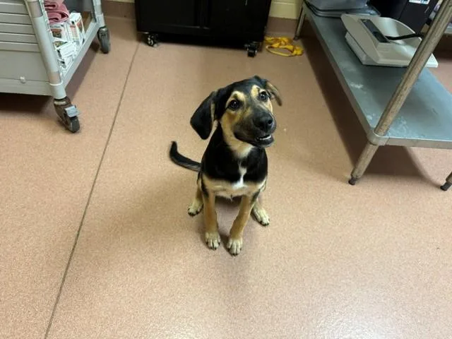 A baby large-sized female German Shepherd Dog dog named Pwincess for adoption in Cookeville, TN
