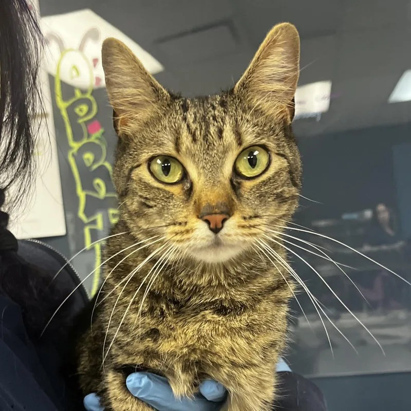 An adult medium-sized female Brown / Chocolate Domestic Short Hair cat named Randi for adoption in Vineland, NJ